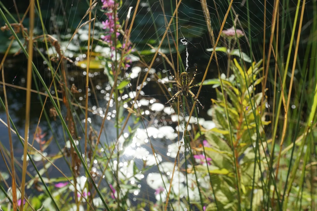 Spinne am Teich